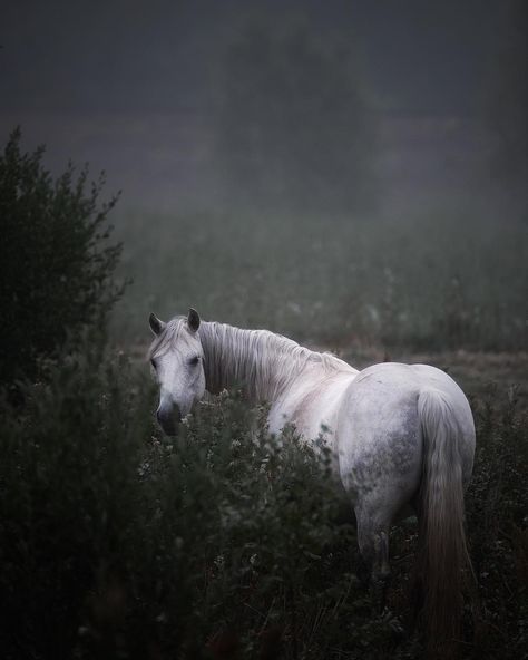 One fine morning 👌 Horse Inspiration, Horse Aesthetic, All The Pretty Horses, Horse Crazy, White Horses, The Fog, Equine Photography, Horse Life, Pretty Horses