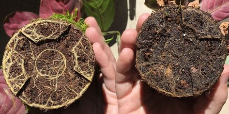 Diagnosing and Treating Root Rot in Fiddle Leaf Figs Apartment Jungle, Earthy Garden, Fig Plant, Plant Tips, Plant Care Tips, Silent Killer, Plant Care Houseplant, Root Rot, Decoration Plante