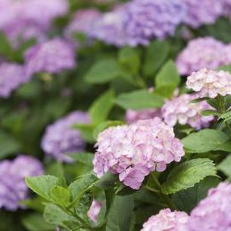 It's easy to forget, when you plant hydrangeas, just how large each one can grow. How To Divide Hydrangeas, Transplanting Hydrangeas, Saving Seeds, Edible Landscape, Large Hydrangea, Hydrangea Shrub, Types Of Hydrangeas, Landscaping Around Trees, Divide And Conquer