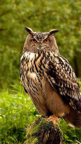 owl. by vadaka1986 Owl Habitat, Owl Sounds, Owl In Tree, Owl Ears, Owl Species, Awesome Owls, Nocturnal Birds, Long Eared Owl, Owl Photography