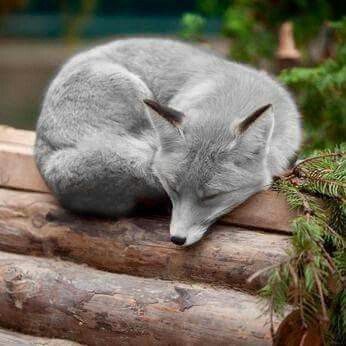 Raposa-prateada (Vulpes vulpes). Elas são caçadoras solitárias que se alimentam de roedores, coelhos, pássaros e outros animais de pequeno porte. A raposa de prata tem uma pelagem de cor prateada e uma cauda grande e espessa usada para isolamento durante os meses de inverno e também para sinalizar outra raposa à distância. Volpe Artica, 웃긴 사진, Cute Animal Pictures, Cute Creatures, Sweet Animals, Animal Photo, Nature Animals, 귀여운 동물, Animals Friends