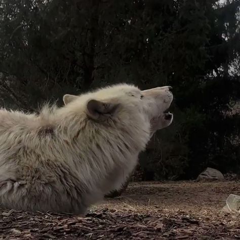 Wolf Conservation Center on Twitter: "The best full moons include wolves 🌕… " Wolf Conservation Center, Wolf Eyes, The Howling, Timber Wolf, Beautiful Wolves, Looking Out The Window, Amazing Pics, Wolf Howling, Beautiful Voice