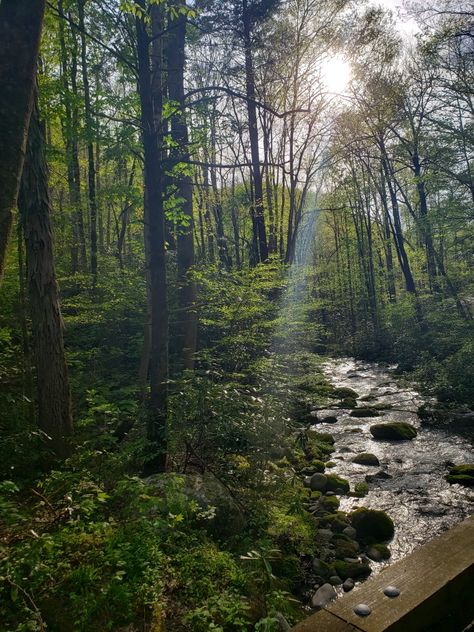 East Tennessee Aesthetic, Gatlinburg Tennessee Aesthetic, Tennessee Woods, Tennessee Scenery, Tn Mountains, Gatlinburg Honeymoon, Tennessee Nature, Tennessee Aesthetic, Fantasy Future