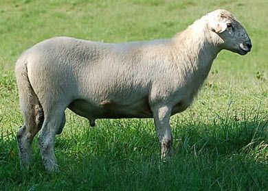 Katahdin Sheep Breed Information, History & Facts - RaisingSheep.net Facts About Sheep, Katahdin Sheep, Sheep Farming, Hobby Farming, Raising Farm Animals, Unique Facts, Sheep Breeds, Angora Goats, Ram Photos