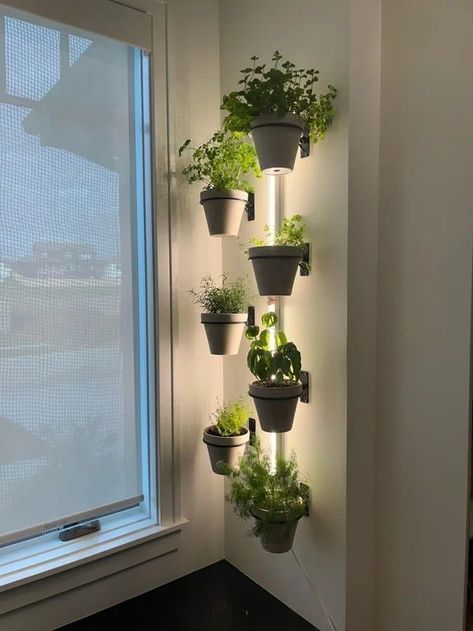 Indoor Plant Setup Grow Lights, Cute Grow Light Setup, Plant Lights Indoor Setup, Michigan Apartment, Plant Furniture, Indoor Garden Apartment, Studio Vibes, Indoor Grow Lights, Indoor Plant Wall