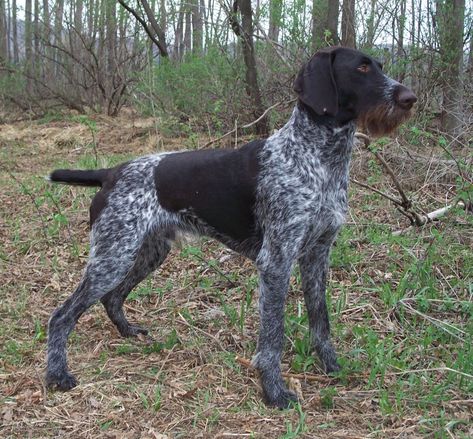 Cesky Fousek, Gsp Dogs, German Wirehaired Pointer, Hunting Art, German Dogs, Bird Hunting, Dog Info, Bird Dogs, Dog Rules