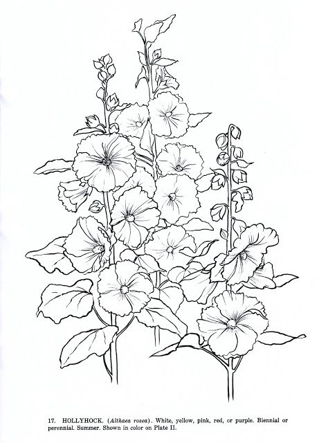 Bless This Day Flower Coloring Sheets, Hollyhocks Flowers, Flower Line Drawings, Dover Publications, Illustration Botanique, Floral Drawing, Flower Coloring Pages, Digi Stamps, Coloring Pictures