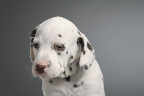 Learn about deaf puppies, what causes deafness in dogs, and how to train a deaf puppy in this article. Deaf Dog Training, Deaf Puppy, Deaf Dog, Dog Minding, Easiest Dogs To Train, Dog Behavior Problems, Basic Dog Training, Dog Brain, Dog Training Techniques