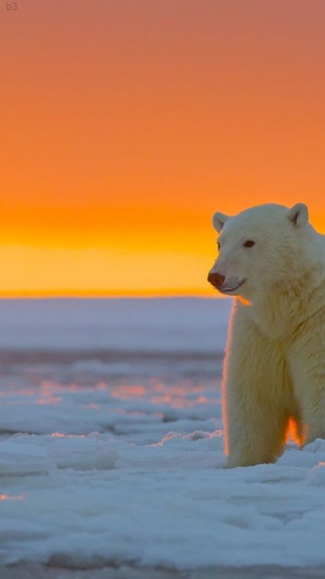 Polar Bear Wallpaper, Polar Bear Images, Regnul Animal, Love Bear, White Bear, Bear Wallpaper, Bear Stuffed Animal, Wildlife Animals, Animal Wallpaper