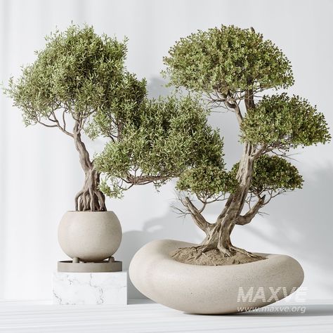 Indoor plants set 123 Ficus Retusa Microcarpa Bonsai Ginseng Paving Texture, Ficus Bonsai, Bonsai Ficus, Outdoor Technology, Bedroom Toys, Plaster Sculpture, Material Library, Coffee Table To Dining Table, Reception Desk