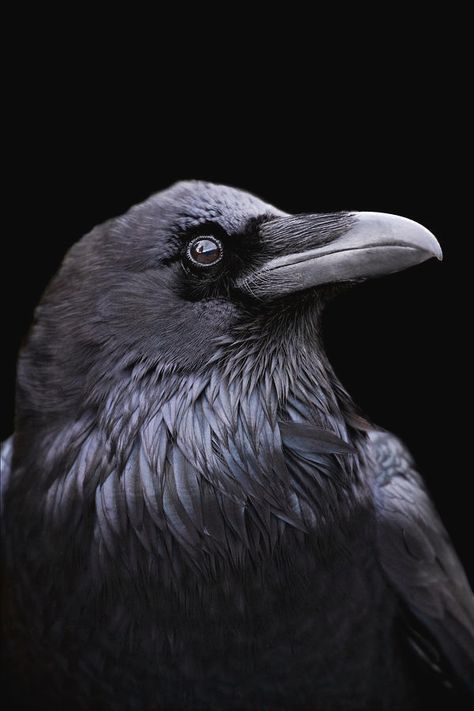 Profile Of A Raven With A Black Photograph by Mint Images - Art Wolfe Raven Photo, Raven Photography, Mountain Ash Tree, Regard Animal, Arte Pin Up, Quoth The Raven, Raven Bird, Crow Bird, Crow Art