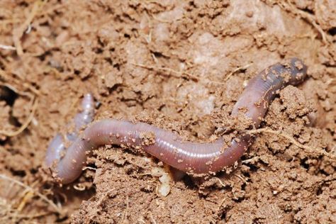 Ular kawat dan cacing tanah sering dikira dua hewan yang sama Cacing Tanah, Edible Insects, Micro Organisms, Peripheral Nervous System, Worm Composting, Earthworms, Animal Facts, Organic Matter, Soil