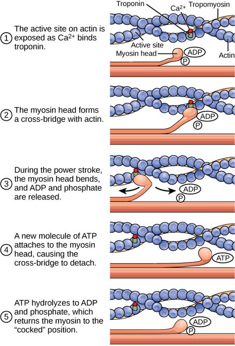 ATP and muscle contraction Biology Textbook, Basic Anatomy And Physiology, Exercise Physiology, Human Body Anatomy, Muscular System, Biology Lessons, Medical School Studying, Muscle Anatomy, Human Anatomy And Physiology