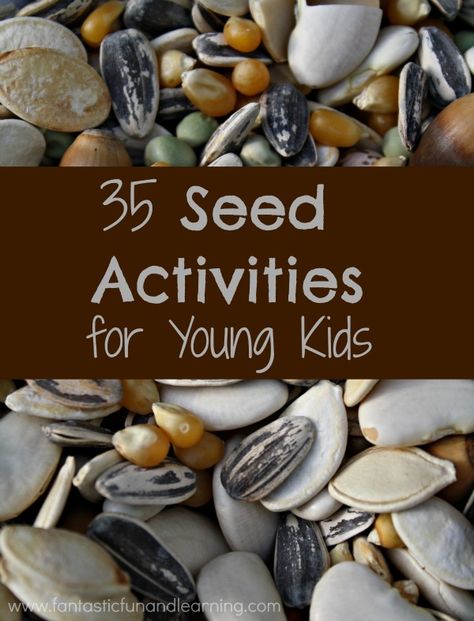 35 playful ways to teach young kids about seeds. Perfect for spring! Seed Activities For Kids, Seed Activities, Seed Craft, Seed Balls, Teaching Toddlers, Theme Activity, Kindergarten Science, Preschool Science, Outdoor Learning