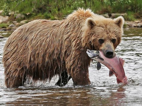 bear desktop backgrounds wallpaper Bear With Salmon, Bear Catching Salmon, Salmon Tattoo, Bear Fishing, Wild Animals Photography, Animal Illustration Art, American Animals, Bear Drawing, Bear Photos