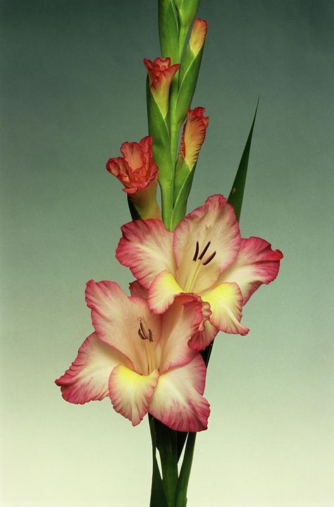 Gladiolus Photography, Gladiolus Flower Tattoos, Gladiolus Tattoo, Gladiolus Flower, Flower Identification, Gladioli, Kunst Inspiration, Diamond Paintings, Calf Tattoo