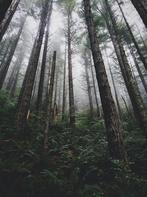 in the woods exploring | brperry | VSCO Thorn Forest, Folk Aesthetic, Between Two Worlds, Tall Trees, Planet Earth, In The Woods, The Forest, Beautiful World, Wonders Of The World