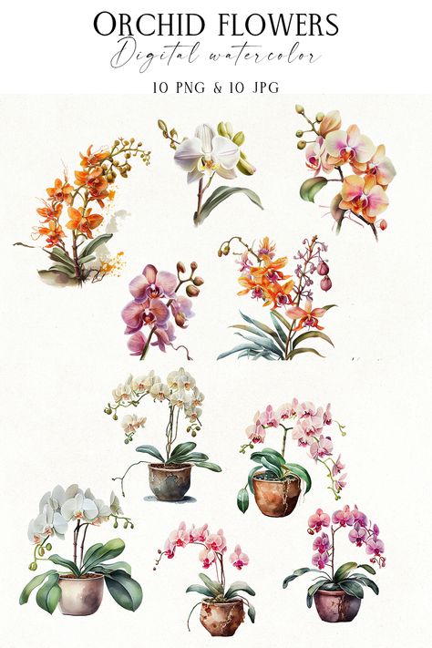 Orchid Png, Tropical Flowers Illustration, Orchid Bowl, Orchid Watercolor, Watercolor Orchid, Orchid Illustration, Flower Tropical, 10 Flowers, Orchid Bouquet