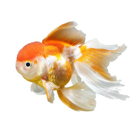 Gold fish. Isolated on white background #Sponsored , #Sponsored, #paid, #fish, #white, #Isolated, #Gold Fish White Background, Oranda Goldfish, Fish Stock, Gold Fish, Fish Bowl, White Image, Goldfish, Fish Pet, White Background