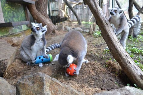 Zoo Bratislava, enrichment items for Ring-tailed Lemurs. Lemur Enrichment, Primate Enrichment, Enrichment Projects, Animal Enrichment, Rat Cage, Primates, Bratislava, Rats, Toys