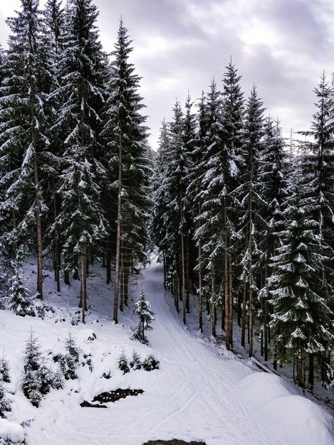 Pine Forest Landscape, Pine Tree Aesthetic, Pine Trees Photography, Pine Tree Forest Aesthetic, Pine Trees With Snow, Snow In Forest, Winter Pine Forest, Winter Environment, Pine Trees In Snow