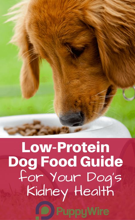 In this guide we cover everything you need to know about low protein dog food diets, our top 5 picks, and tips switching your dog to a low protein dog food diet. Food For Kidney, Low Protein Foods, Low Protein Dog Food, Low Protein Diet, Magnesium Rich Foods, Kidney Recipes, Dog Foods, Dog Health Tips, Dog Food Brands