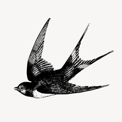 Swallow Bird Drawing, Swallow Bird Tattoos, Vintage Bird Illustration, Bird Drawing, Bird Clipart, Swallow Bird, Hummingbird Tattoo, Bird Logos, Line Art Tattoos