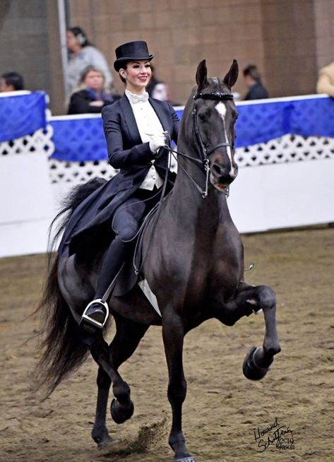 Saddleseat Riding, Saddleseat Equitation, Gaited Horses, Saddlebred Horses, Dressage Fashion, American Saddlebred Horses, Equestrian Problems, Pinto Horse, American Saddlebred