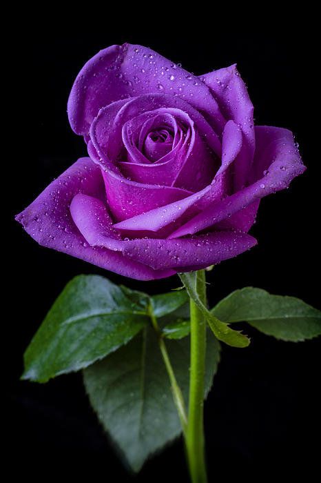 Purple Rose Print By Garry Gay. I'd love to have some of these. Rose Violette, Rainbow Roses, Hybrid Tea Roses, All Things Purple, Purple Rose, Beautiful Rose Flowers, Love Rose, Tea Roses, Alam Semula Jadi