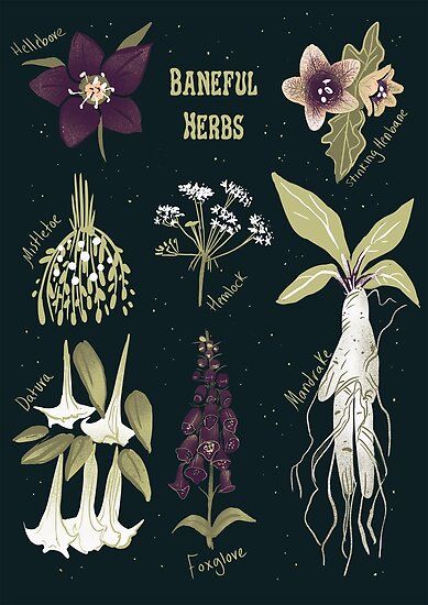 Witches Art, Witch's Garden, Witch Herbs, Goth Vintage, Witch Garden, Poisonous Plants, 1 Tattoo, Witch Art, Witch Aesthetic