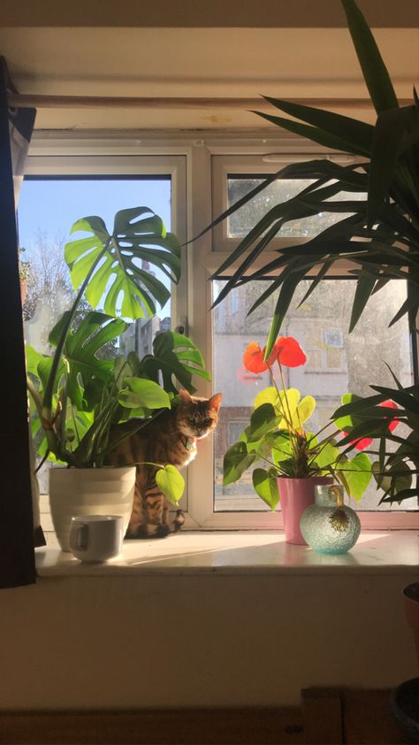 Green Room Aesthetic, Sunny Aesthetic, Plant Palette, Cat Plants, Green Room, Plant Aesthetic, Aesthetic Things, Lifestyle Inspiration, Room Inspiration Bedroom