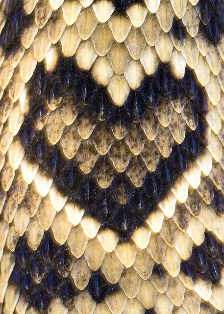 Crotalus adamanteus (captive), Eastern Diamondback Rattlesnake, aberrant marking by Brad Wilson, DVM, via Flickr Eastern Diamondback Rattlesnake, Diamondback Rattlesnake, Heart In Nature, Beautiful Snakes, Snake Skin Pattern, Skin Pattern, I Love Heart, A Snake, Reptiles And Amphibians