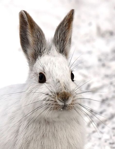 ☆ Hare Animal, Snowshoe Hare, Fluffy Bunny, Bunny Lovers, Arte Animal, Snow Shoes, Hamsters, White Rabbit, Wild Life