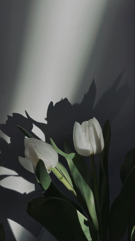 Flowers Photo, White Tulips, Take A Walk, Too Cool For School, Back In Time, A Walk, In Time, Tulips, Wall