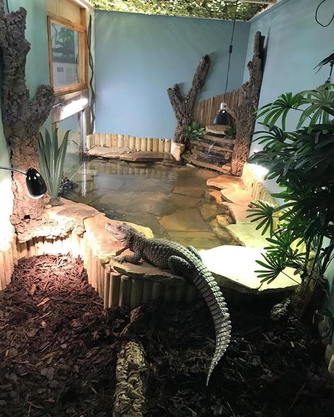 Caiman Enclosure, Large Reptile Enclosure, Reptile Enclosure Ideas, Reptile Room Ideas, Reptile Room Aesthetic, Diy Reptile Enclosure, Reptile Store, Lizard Habitat, Reptile Zoo