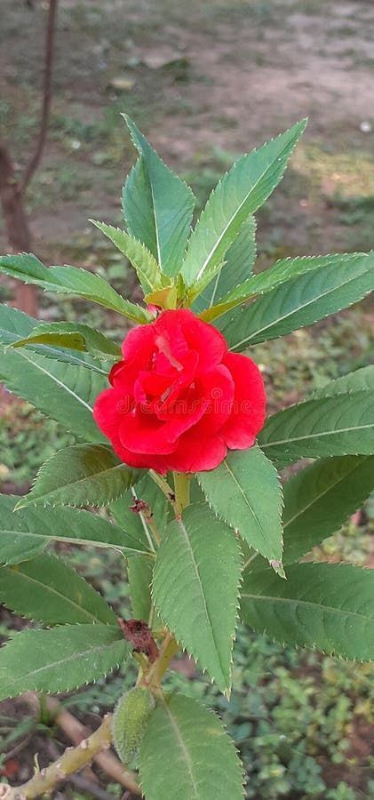 Dark Red Impatiens Balsamina Flower on Green Leaves Background royalty free stock photo Impatiens Balsamina, Green Leaves Background, Green Leaf Background, Leaves Background, Dark Flowers, Leaf Background, Dark Red, Green Leaves, Planting Flowers