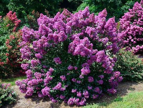 Crape Myrtle Bush, Crepe Myrtle Landscaping, Crepe Myrtle Bush, Pink Crepe Myrtle, Dry Riverbed Landscaping, Myrtle Flower, Crepe Myrtle Trees, Crepe Myrtles, Landscaping On A Hill