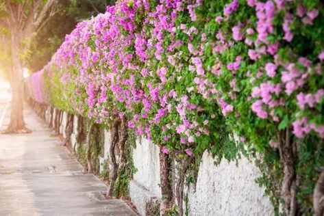 23 Plants You Can Grow Instead of a Fence for Privacy & Lush Green Look Bougainvillea Fence, Hanging Plants On Fence, Leyland Cypress, Fence Plants, Screen Plants, Green Fence, Coconut Bowls, Privacy Plants, Privacy Landscaping