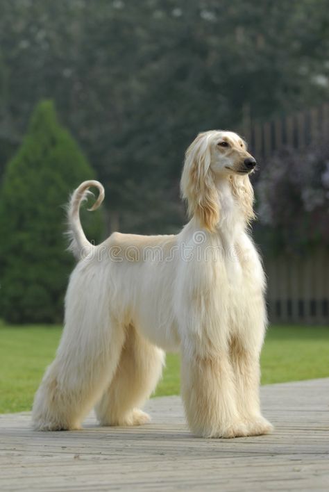 Hound Dog Breeds, Dog Standing, Every Dog Breed, Photo Animaliere, Most Beautiful Dogs, Creation Photo, Dog Pets, Afghan Hound, Dog Valentines