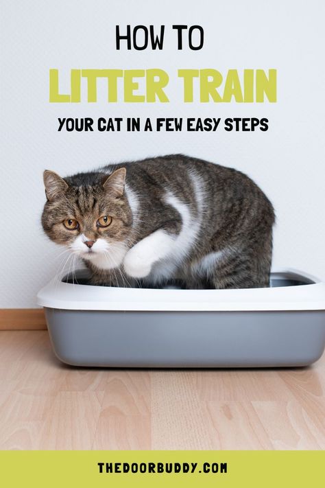 How to litter train a cat | Cat litter training tips Litter Box Training Kittens, Litter Training Kittens, Training Kittens, Train A Cat, Training A Kitten, Kitten Litter, Boxing Training, Cat Training, Cat Behavior