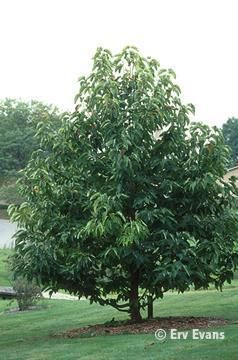 Magnolia Acuminata, Cucumber Tree, Plant Tree, Trees To Plant, Cucumber, Magnolia, North Carolina, Trees, Plants