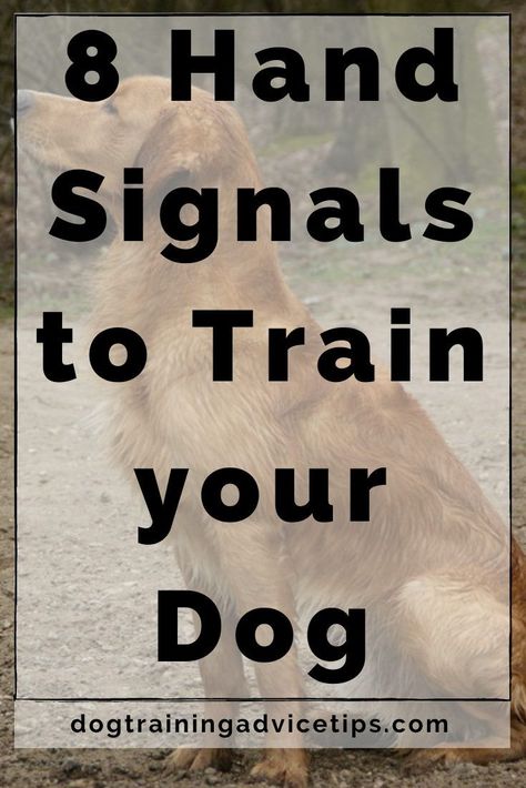 8 Hand Signals to Train your Dog. #dogtrainingadvicetips #dogbehavior #dogtraining #dogobedience #dogtrainingtips #dogtips #dogtraininghandsignals #dogs #dogtrainingbasic Dog Training Hand Signals, Dog Commands, Dog Behavior Training, Dog Tricks, Dog Behavior Problems, Basic Dog Training, Cairn Terriers, Hand Signals, Dog Training Advice