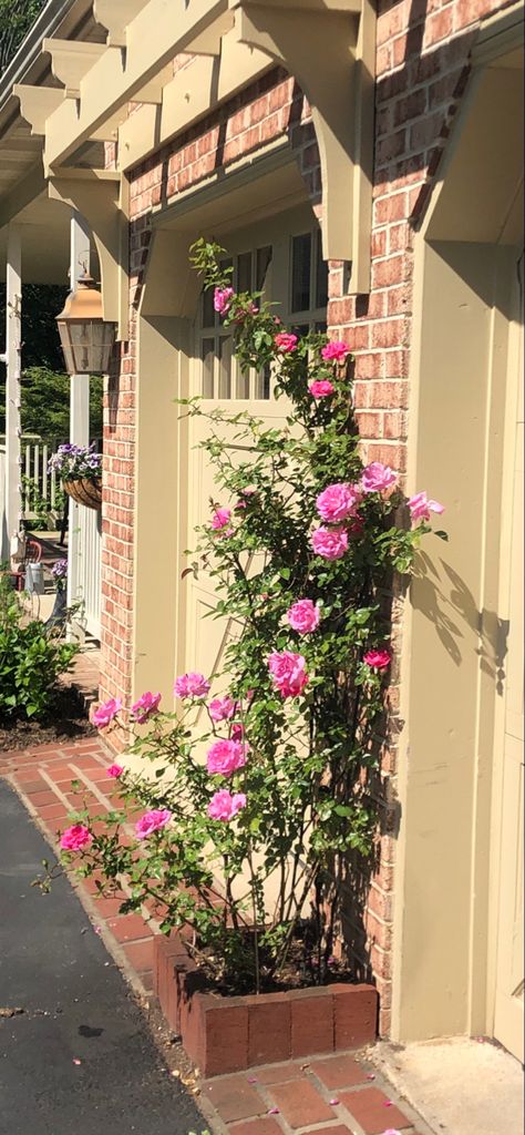 Zepherin Drouhin climbing roses smell amazing, grow in shade and are thornless. A win-win! Zephrine Drouhin Climbing Rose, Zepherine Drouhin Climbing Rose, Thornless Climbing Roses, Climbing Rose, Garden Vines, Tiny Cottage, Garden Plans, Outdoor Decorating, Smell Amazing