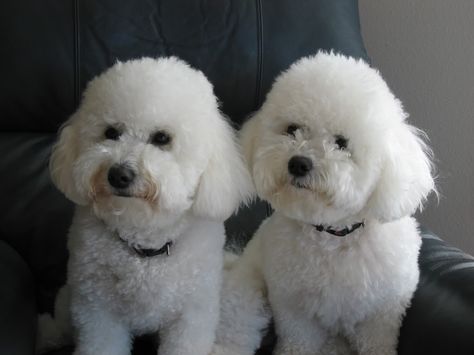 Bichon Frise Bijon Frise, Bichon Dog, Bichon Frise Puppy, Cute Puppy Breeds, Bichon Frise Dogs, Dogs Breeds, Interesting Animals, Puppy Breeds, Bichon Frise