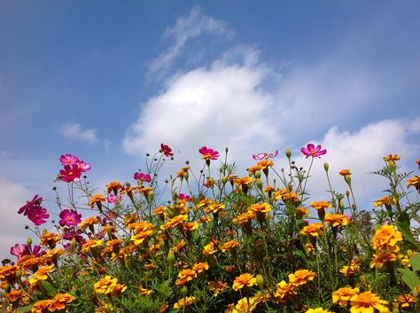 Marigold And Cosmos, Cosmos Flowers, Marigold Flower, Collage Phone Case, Nothing But Flowers, Cosmos, Flower Arrangements, Phone Case, Collage