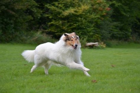 Sable-headed white Collie. White Rough Collie, Collie Breeds, Rough Collies, Collie Puppies, Puppy Kisses, Border Collie Puppies, Rough Collie, Best Dog Breeds, Collie Dog