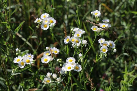 Daisy Fleabane or Annual Fleabane Livingstone Daisy, Daisy Leaves, Barberton Daisy, Fleabane Daisy, Alaska Shasta Daisy, Cloudy Day, Flower Bud, Chrysanthemum, Clematis