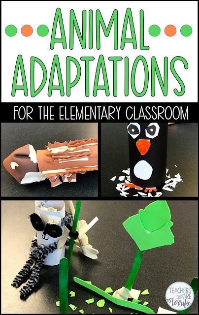 Animal Adaptations! Students listen to or view a picture book about animal features and then design a model with an adaptation. The resource includes a teacher's guide, photos, lab sheet, and a scoring rubric. #STEM #elementary #animaladaptations Animal Adaptations Activities, Adaptations Activities, Create An Animal, Steam Challenges, Interactive Notes, Stem Elementary, Animal Adaptations, Stem Activity, Stem Challenge