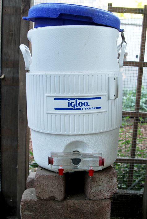 Rain Water Chicken Waterer, Best Chicken Waterer, Water Water Getting Colder Chicken, Igloo Chicken Waterer, How To Keep Chickens Water From Freezing, Water Cooler Chicken Waterer, Igloo Cooler Chicken Waterer, Heated Chicken Waterer, Chicken Watering System