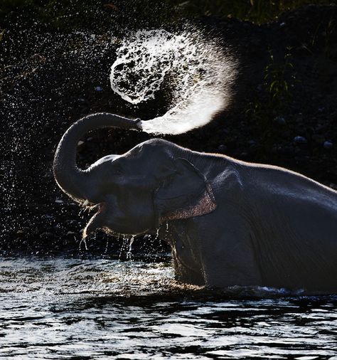 Asian elephant sprays itself with water in Thailand. Tattoos Elephant, Drawing Elephant, Asiatic Elephant, Pet Anime, Nursery Elephant, World Elephant Day, Elephant Photography, Elephant Artwork, Elephant Wallpaper